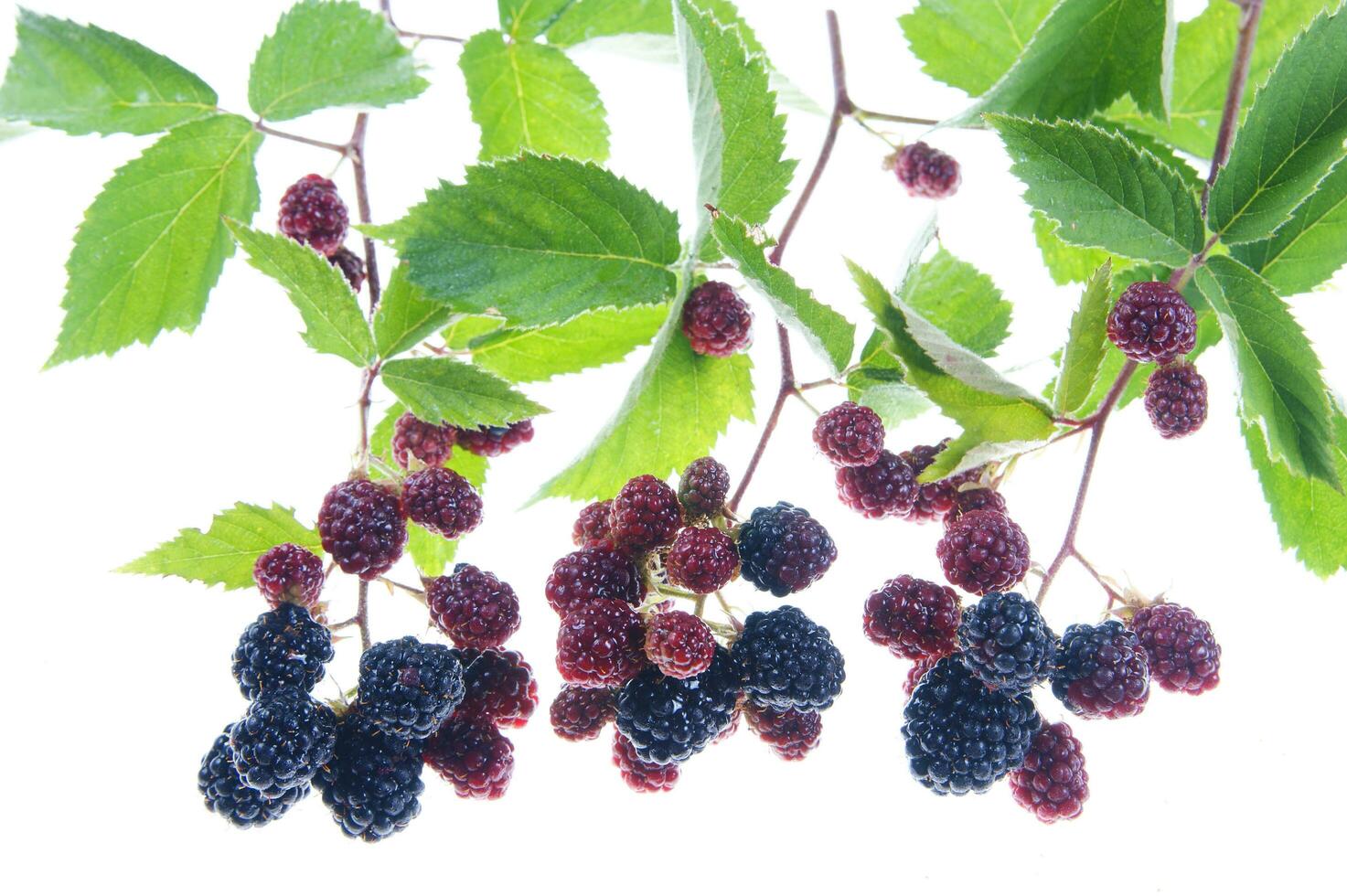 a bunch of blackberries on a branch photo