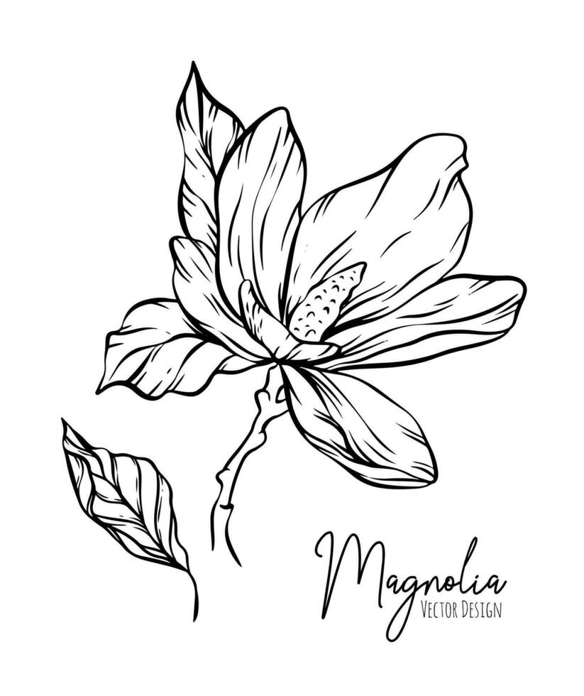 magnolia flor línea ilustración colocar. dibujado a mano contorno contorno de Boda hierba, elegante hojas para invitación salvar el fecha tarjeta. botánico de moda verdor vector colección para web, imprimir, carteles