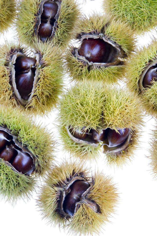 a group of chestnuts on a white background photo