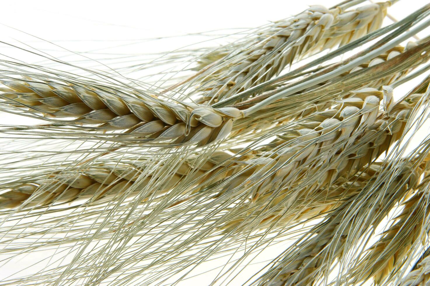 a close up of a bunch of wheat photo