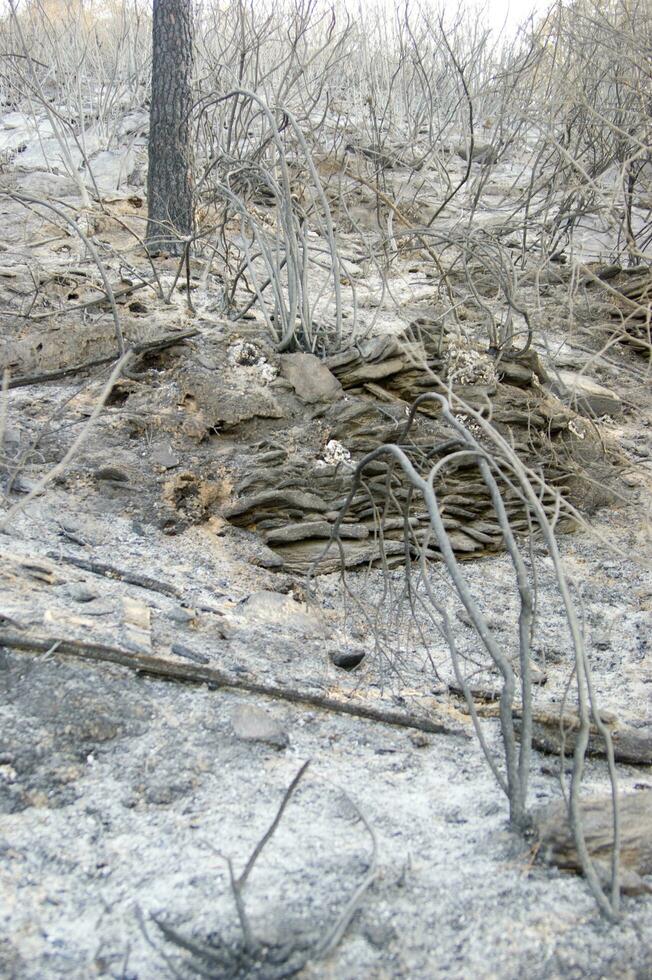 the remains of a forest after the fire photo