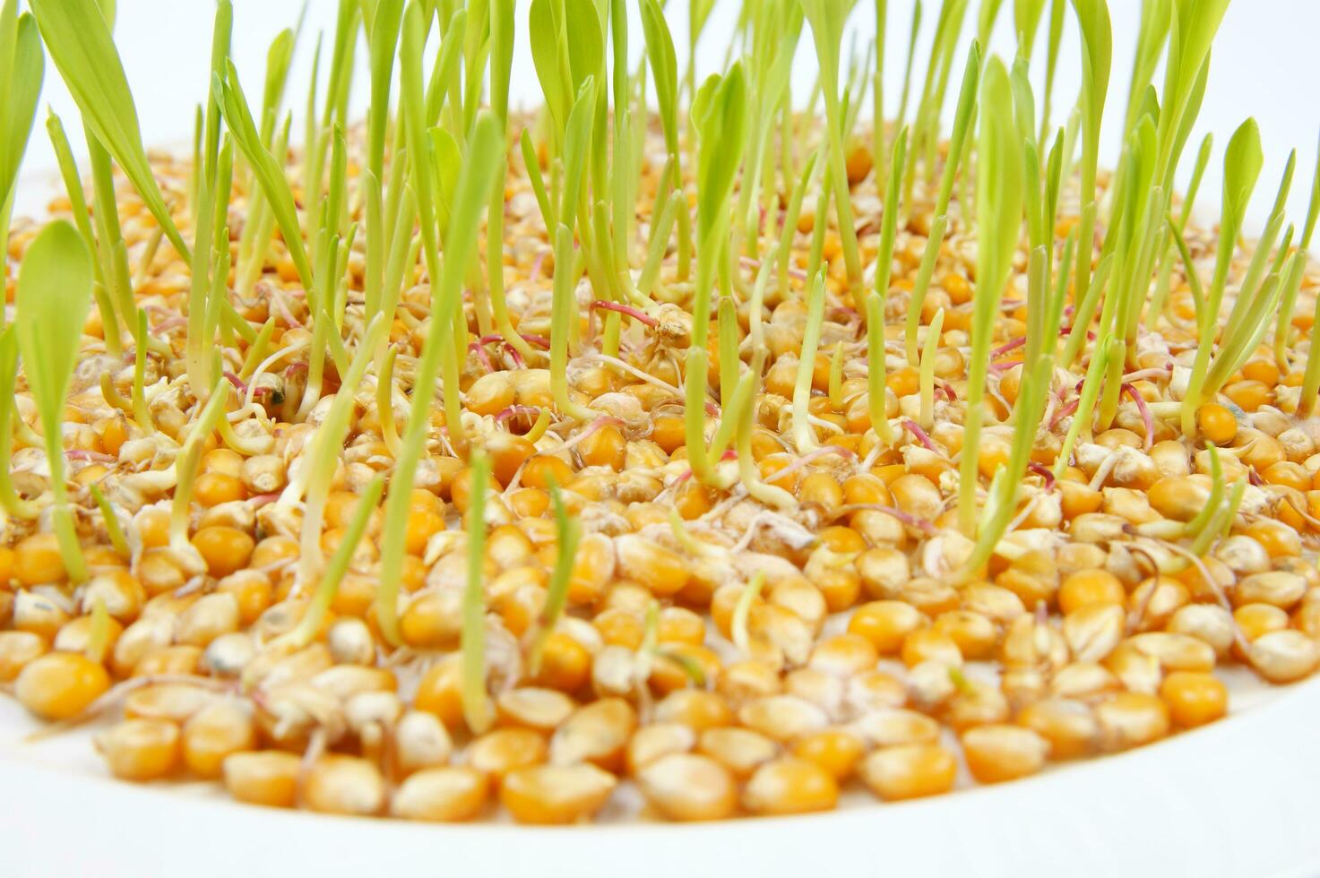 a close up of a bunch of corn sprouts photo