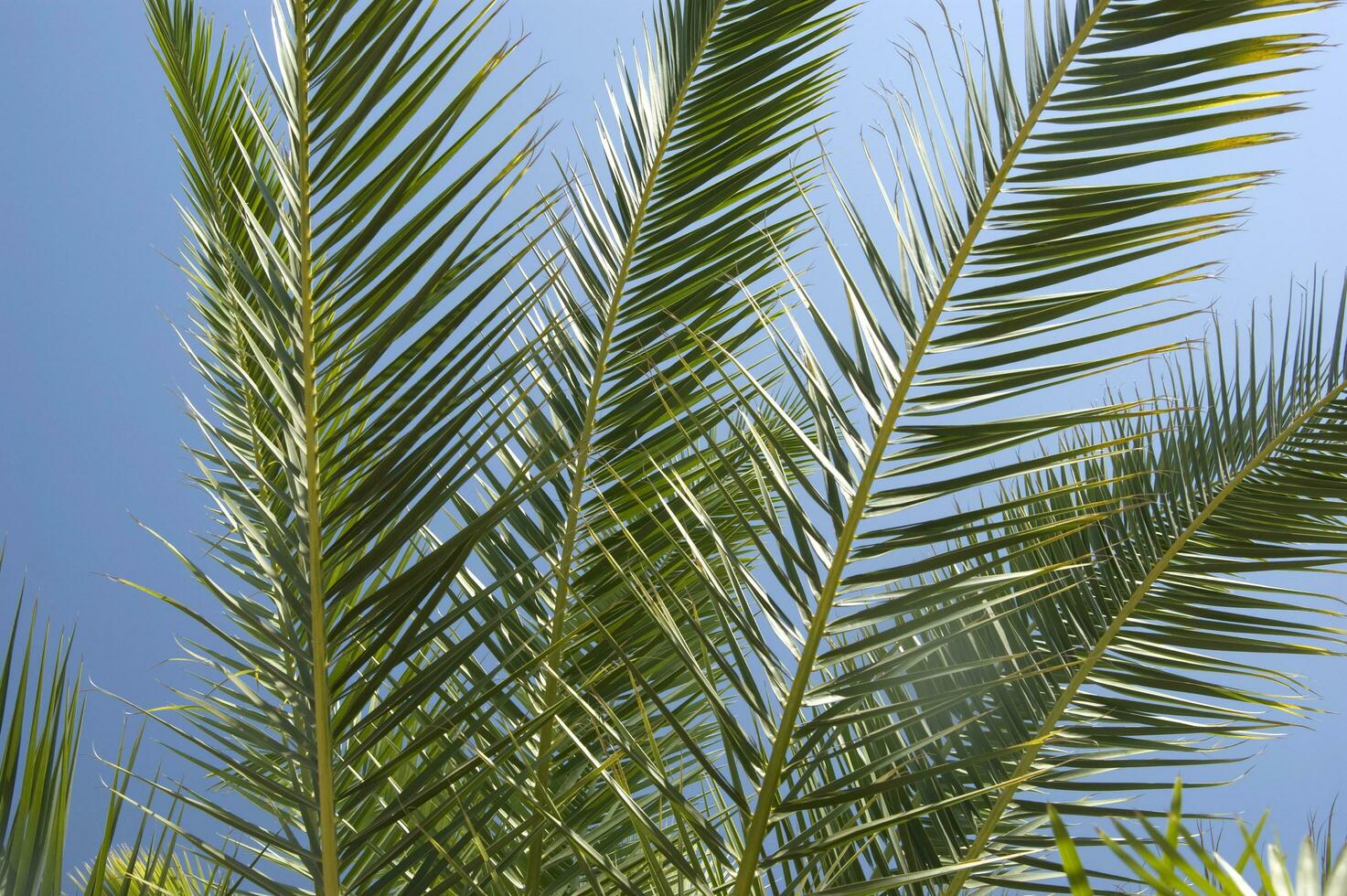 a palm tree with a bird flying in the sky photo