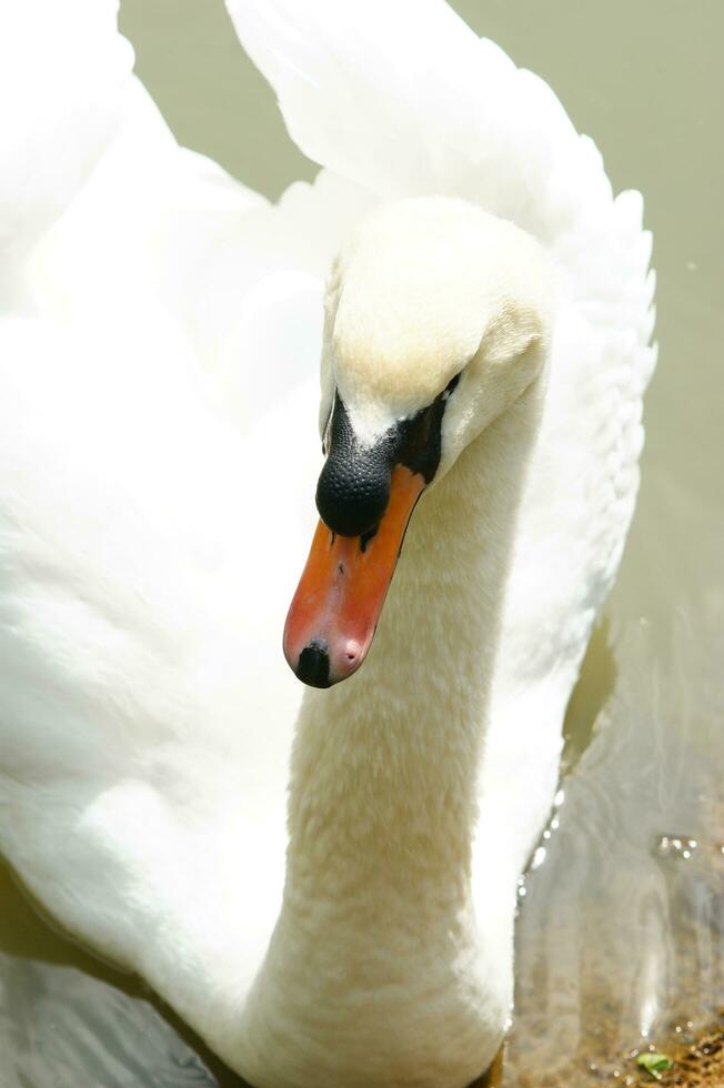 a white swan is floating in a pond photo