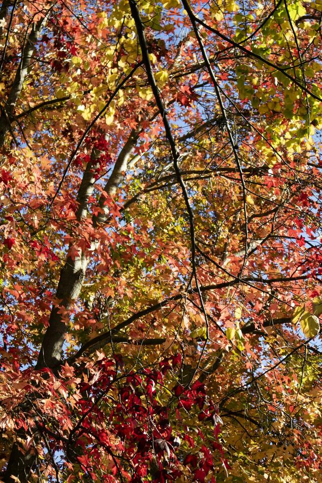 el colores de arce hojas en otoño foto
