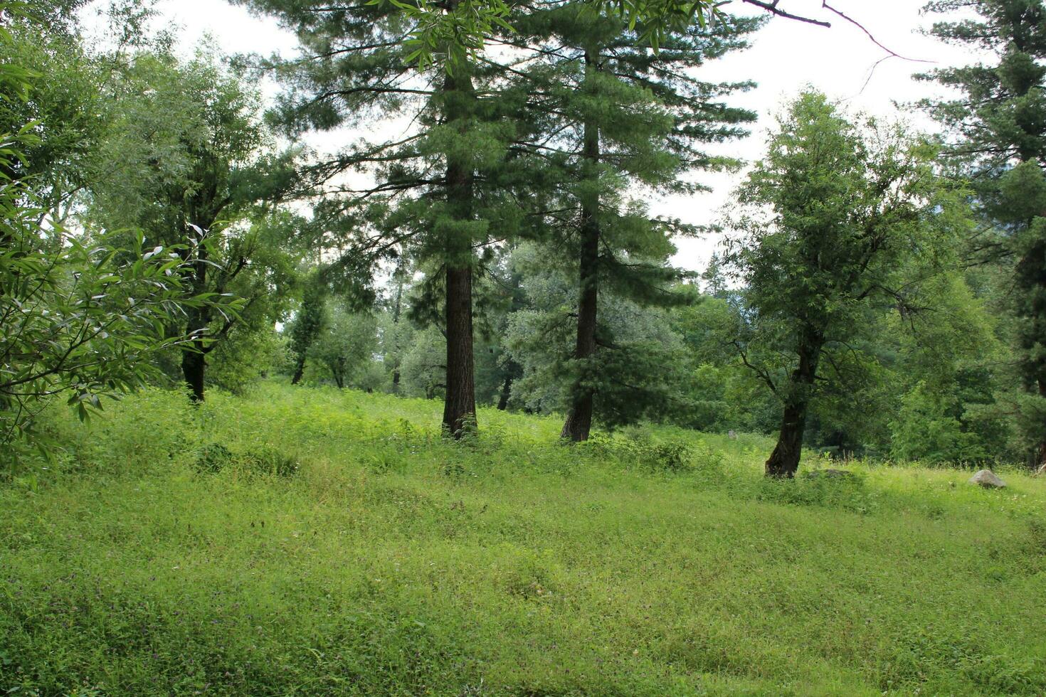 Scenic view of the natural beauty of Tao Butt, Neelum Valley, Kashmir.  Tao Butt is famous for its lush green trees and natural beauty. photo
