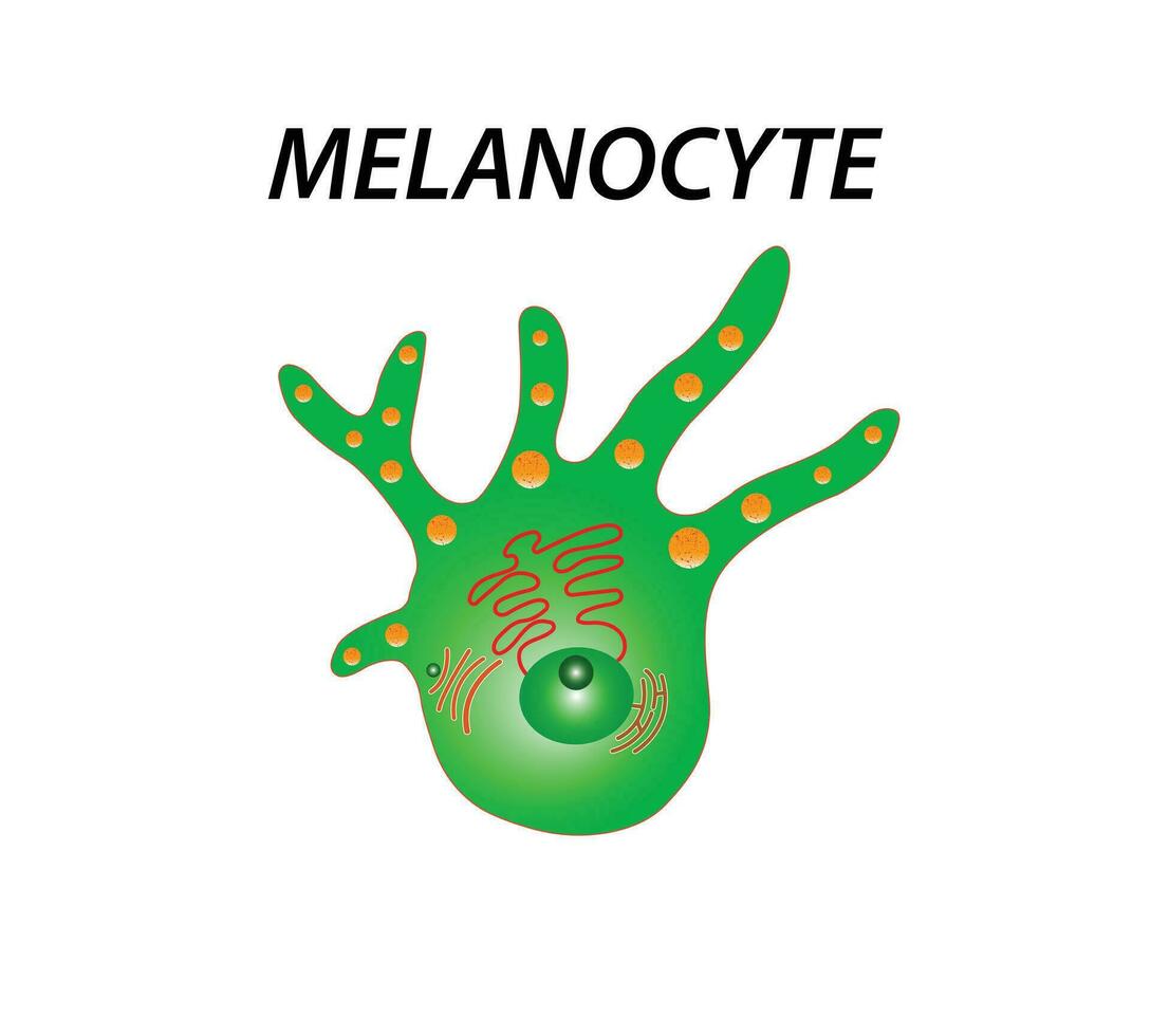 Melanocyte structure and anatomy. melanin-producing cells. Melanin is the pigment responsible for skin color. vector poster