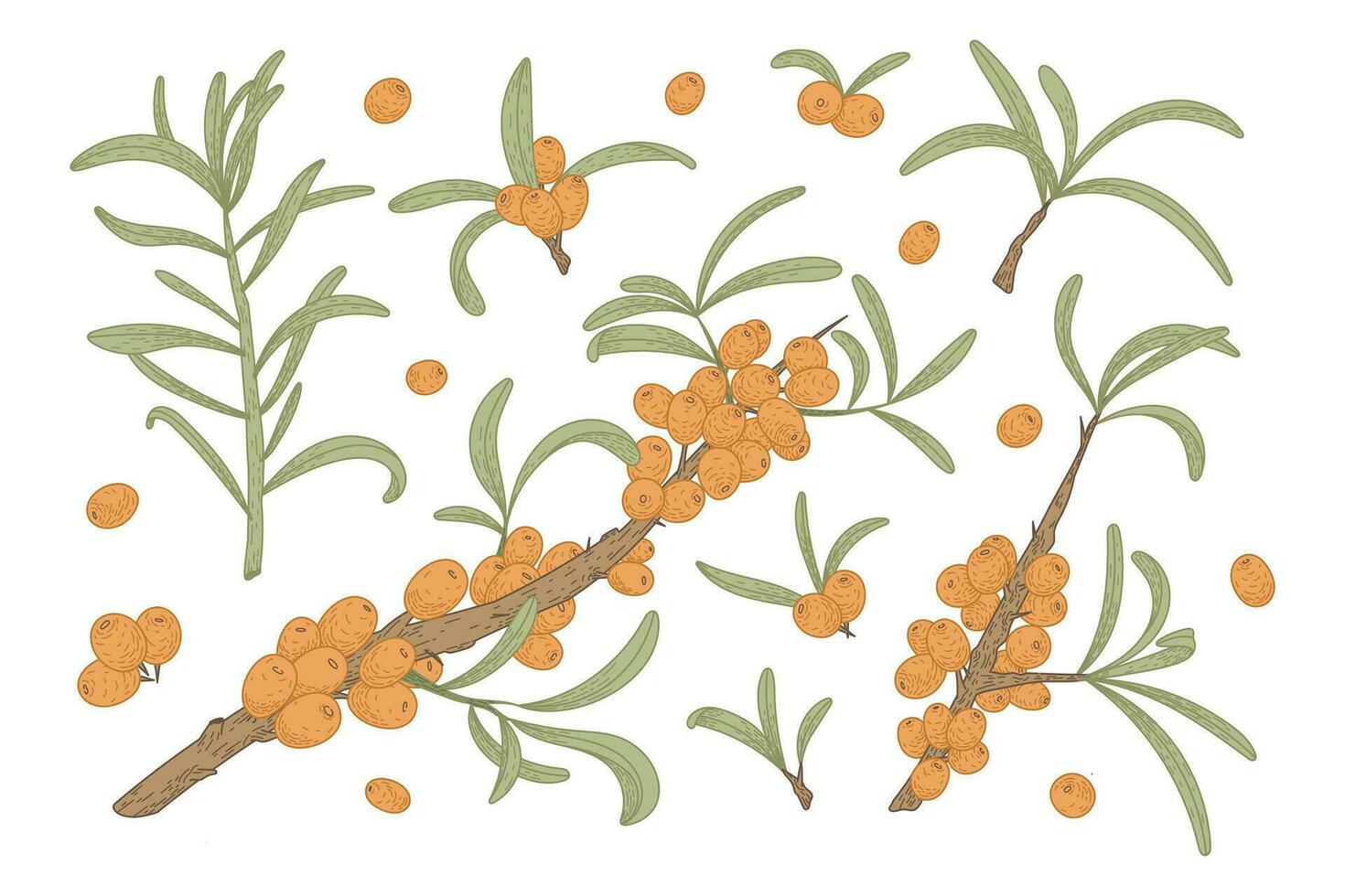 Sea buckthorn branches with berries and green leaves. Set of vector flat isolated natural twigs, sketch style.