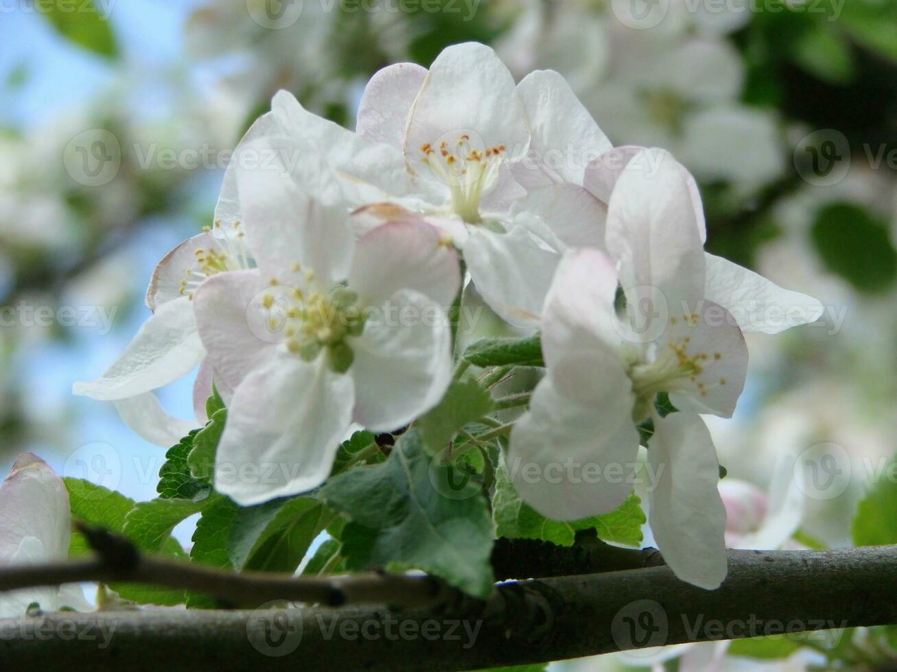 The bee sits on a flower of a bush blossoming apple-tree and pollinates him photo