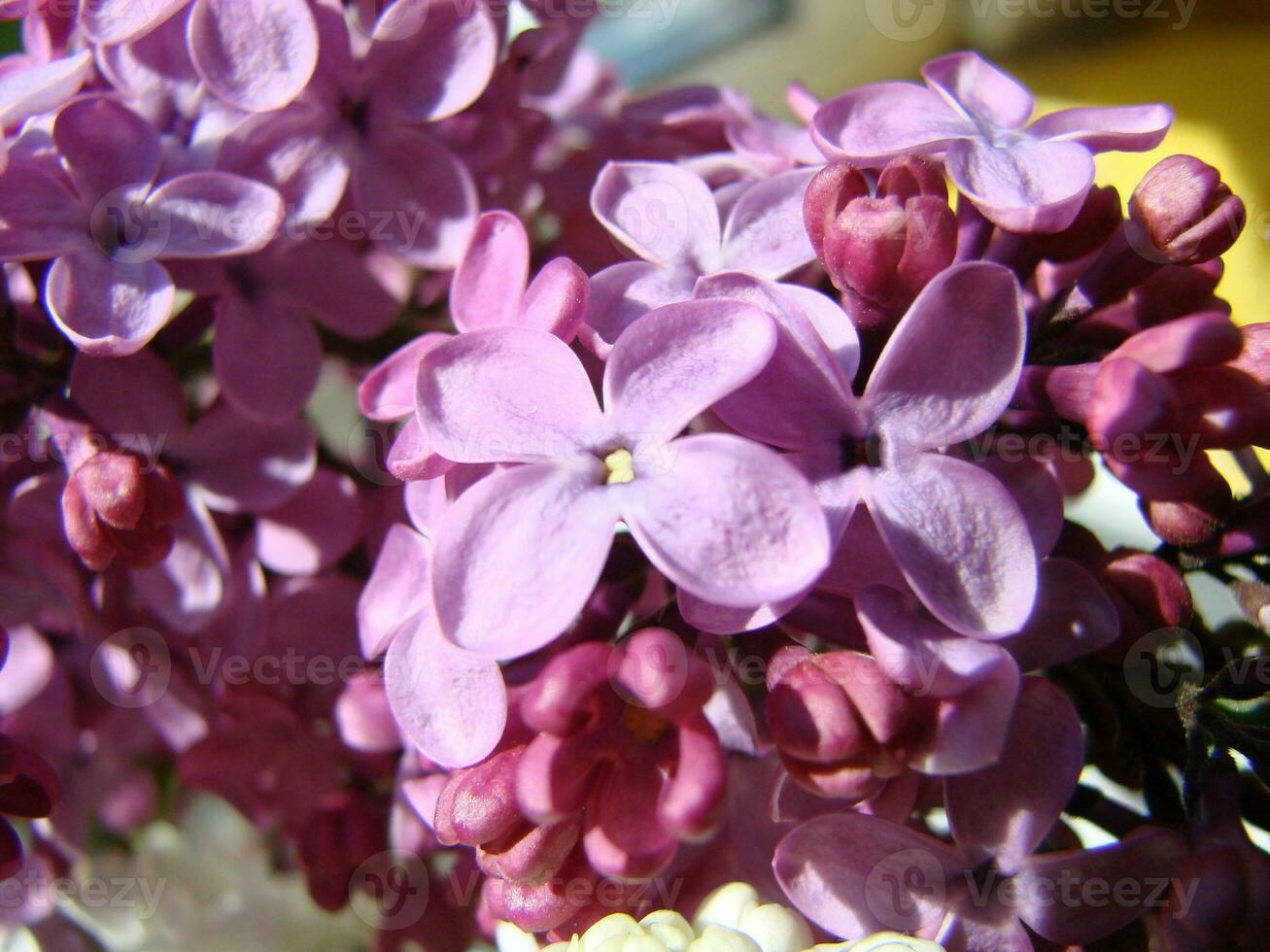 Branch of purple lilac flowers Syringa vulgaris. photo