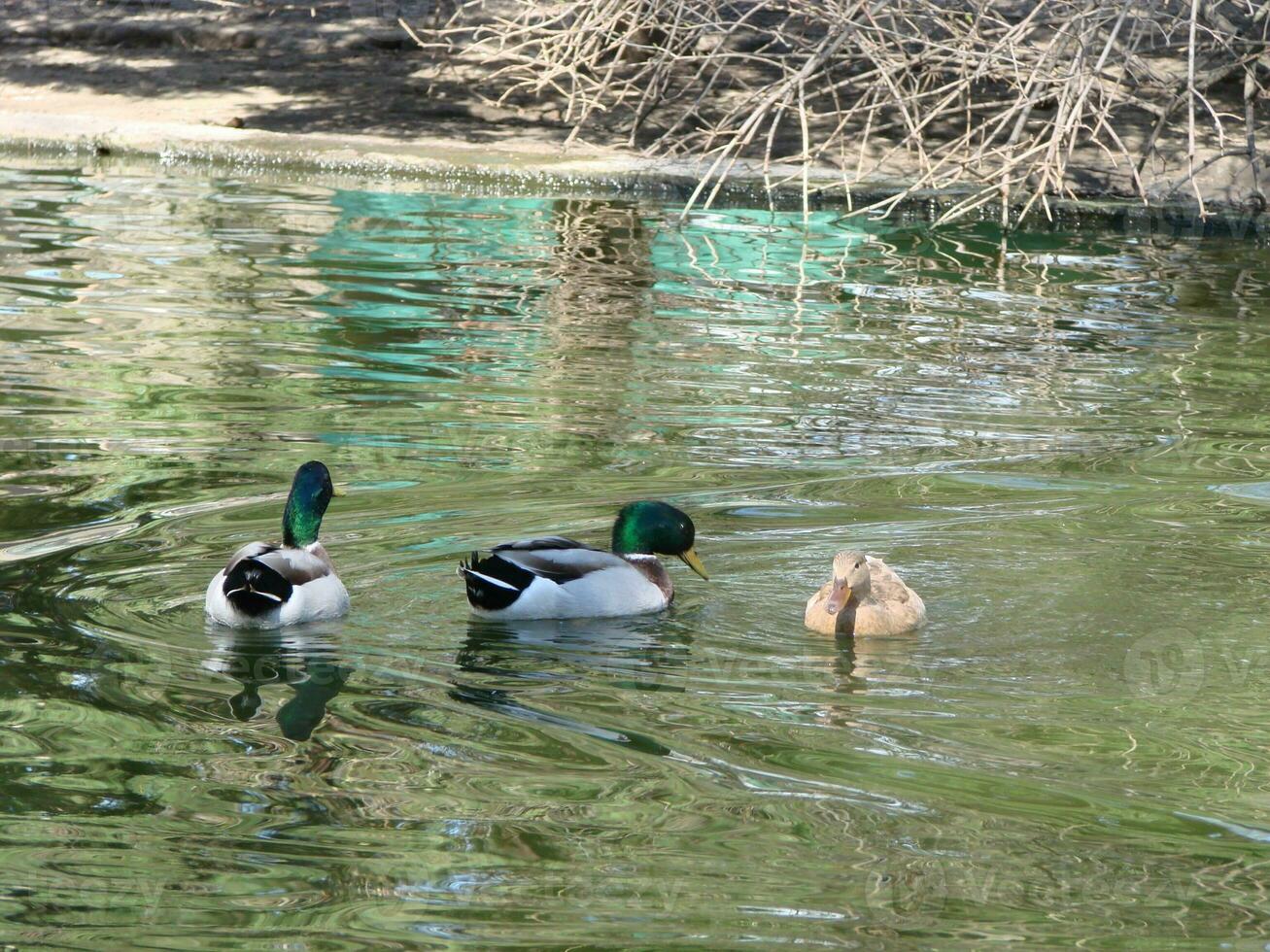 Male and female mallard duck swimming on a pond with green water while photo