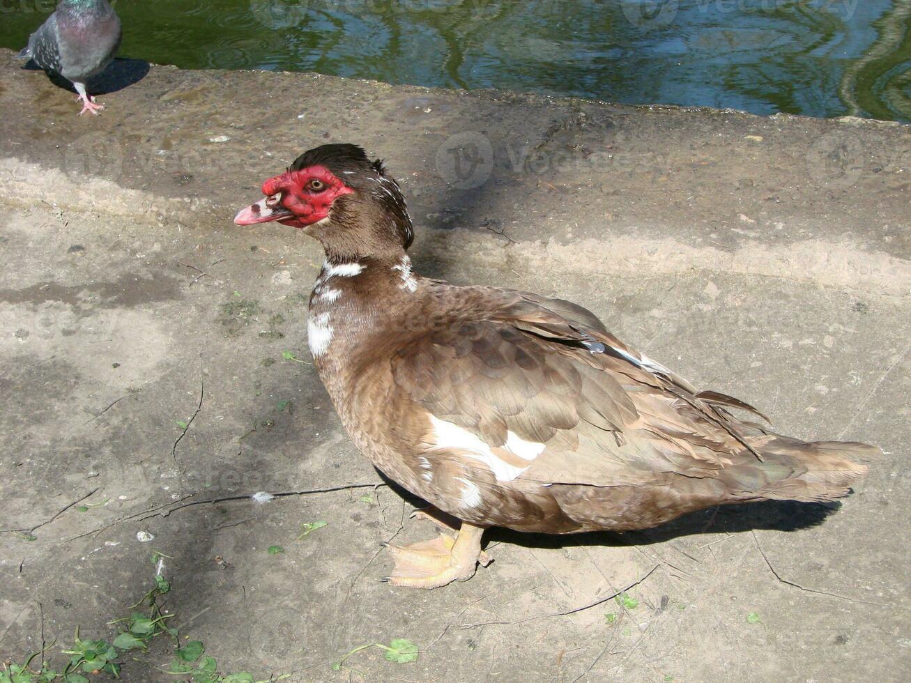 The Muscovy Duck Cairina moschata is large duck which is native photo