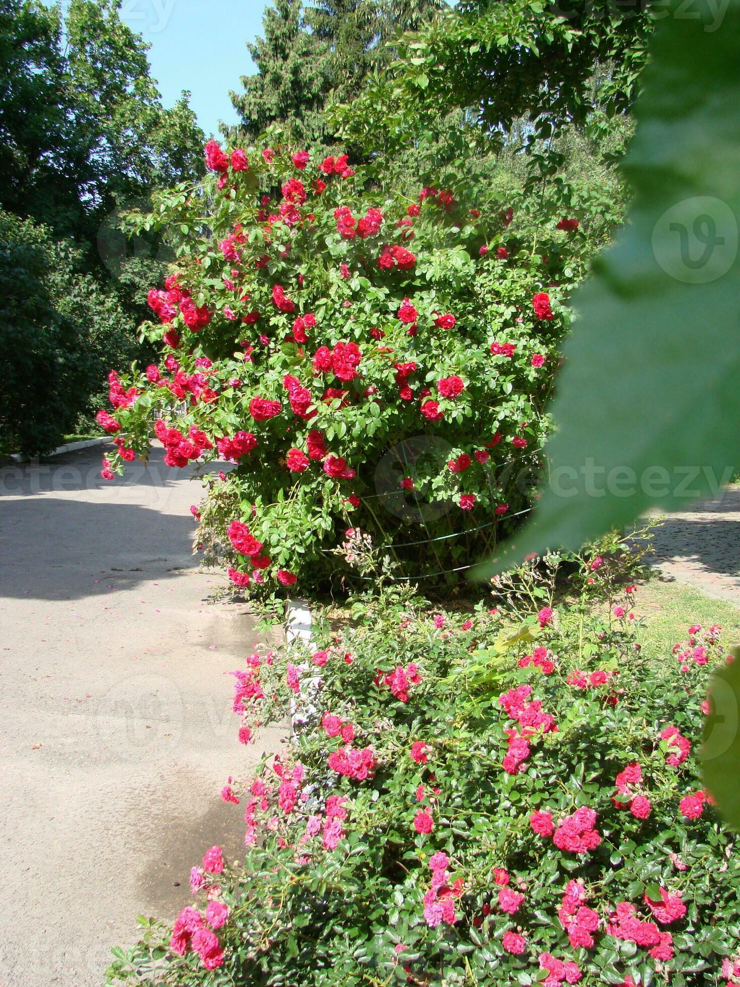 Pink shrub roses. Pink Felicia roses. Pink roses background. Hybird