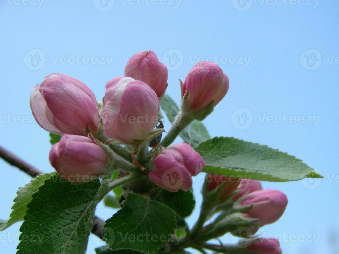 Spring, in the garden blooms an apple tree, flowers of an apple photo