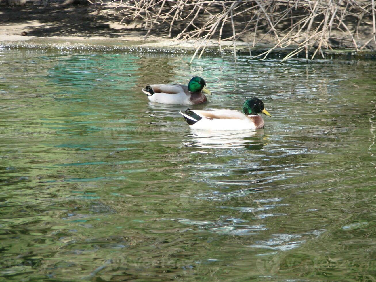 masculino y hembra pato real Pato nadando en un estanque con verde agua mientras foto