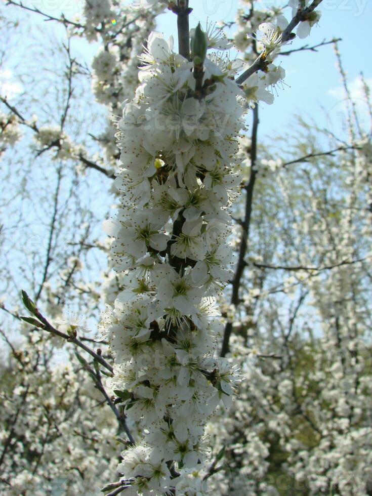 blanco flores en un rama, endrino en flor en temprano primavera, con retro Clásico filtros foto