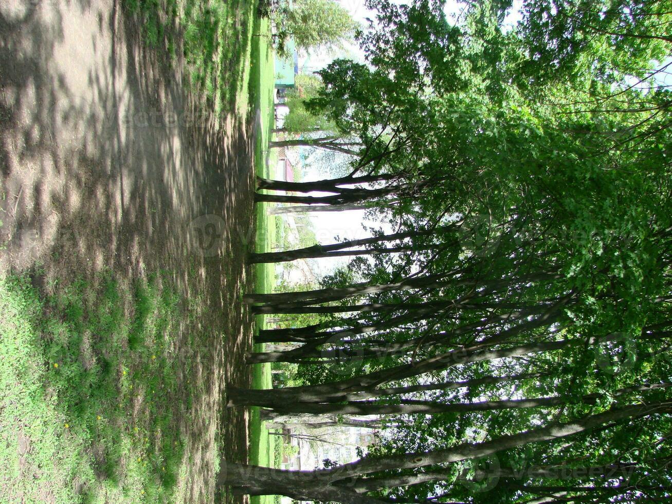 Sunlight in the green forest, spring time photo