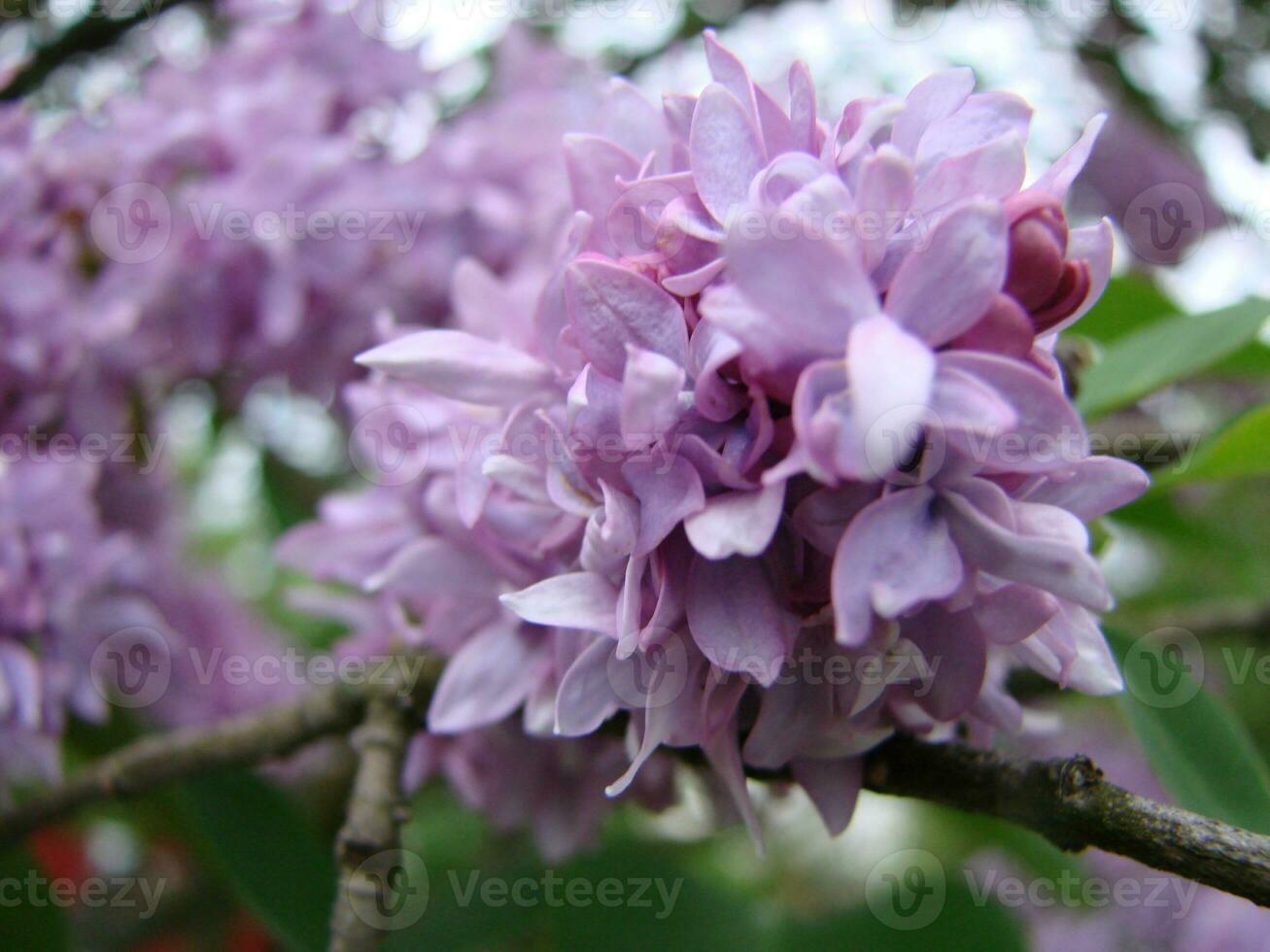 Branch of purple lilac flowers Syringa vulgaris. photo