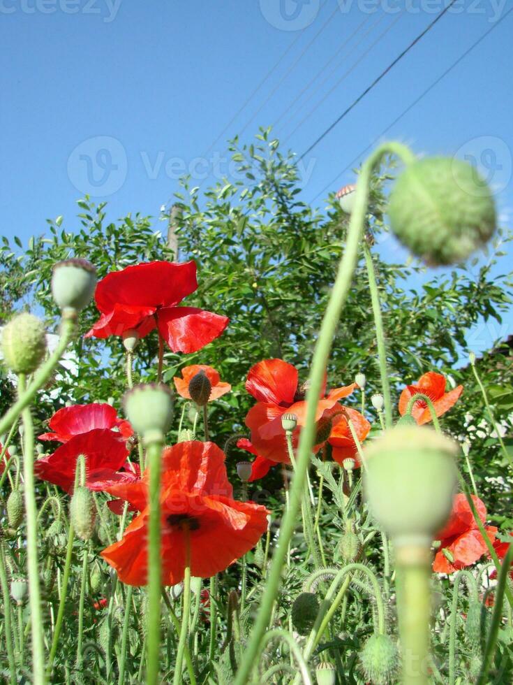 Beautiful field red poppies with selective focus. soft light. Natural drugs. Glade of red poppies. Lonely poppy. photo