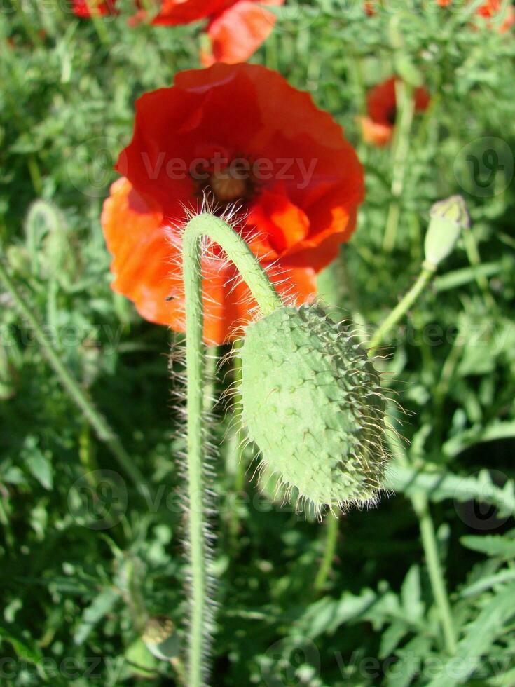 Beautiful field red poppies with selective focus. soft light. Natural drugs. Glade of red poppies. Lonely poppy. photo