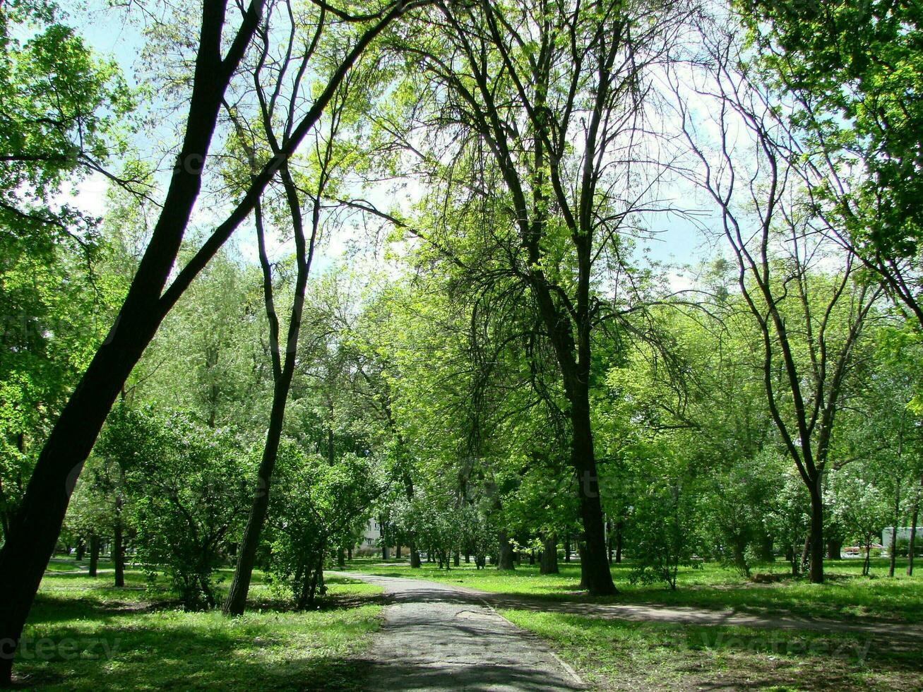 luz del sol en el bosque verde, primavera foto