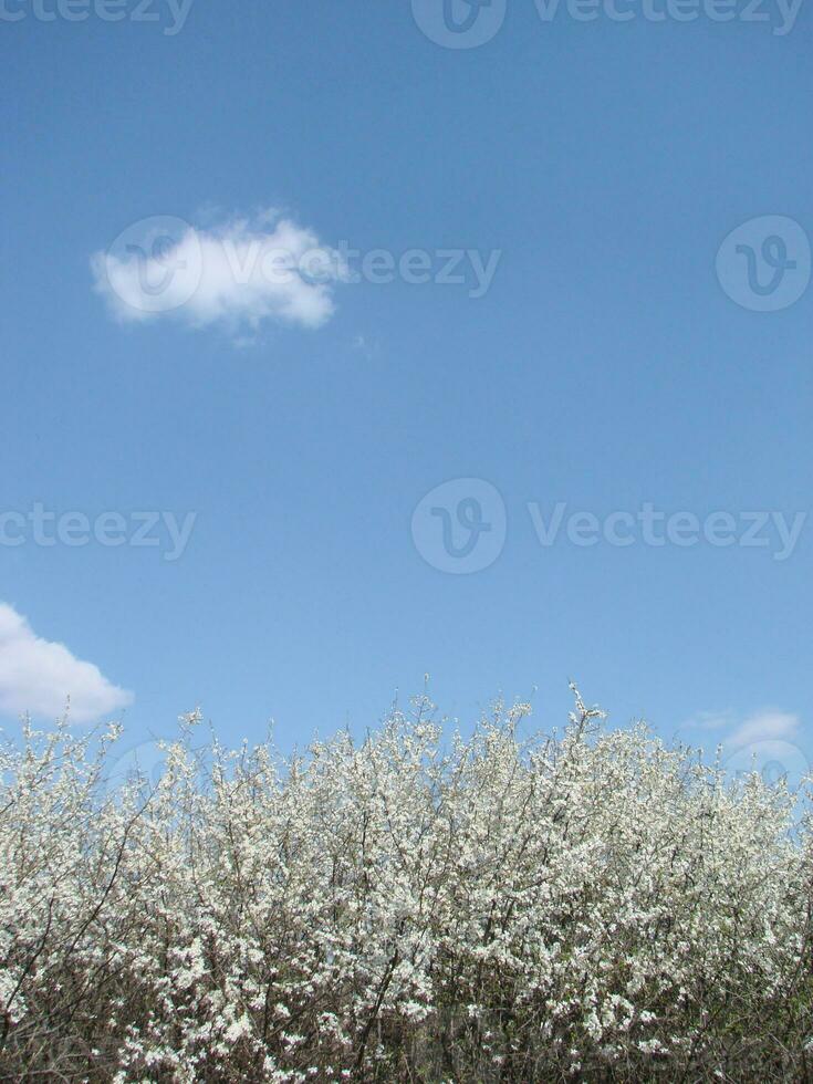 White blossoms on a branch, Blackthorn in flower in early spring, with retro vintage filters. photo