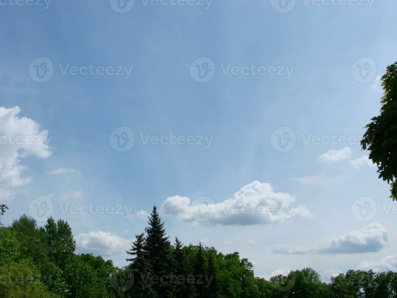 Natural background. Beautiful round frame formed by tree crowns. Cloudy blue sky. Sunny summer day photo