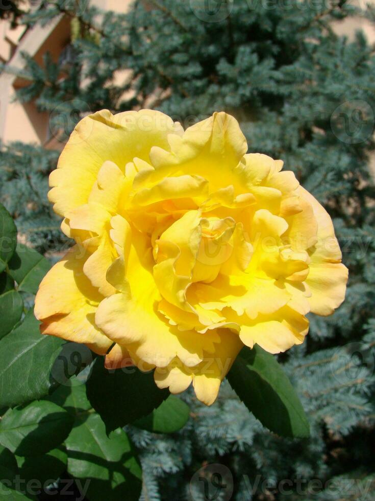 Yellow roses meaning Bright, cheerful and joyful create warm feelings and provide happiness photo