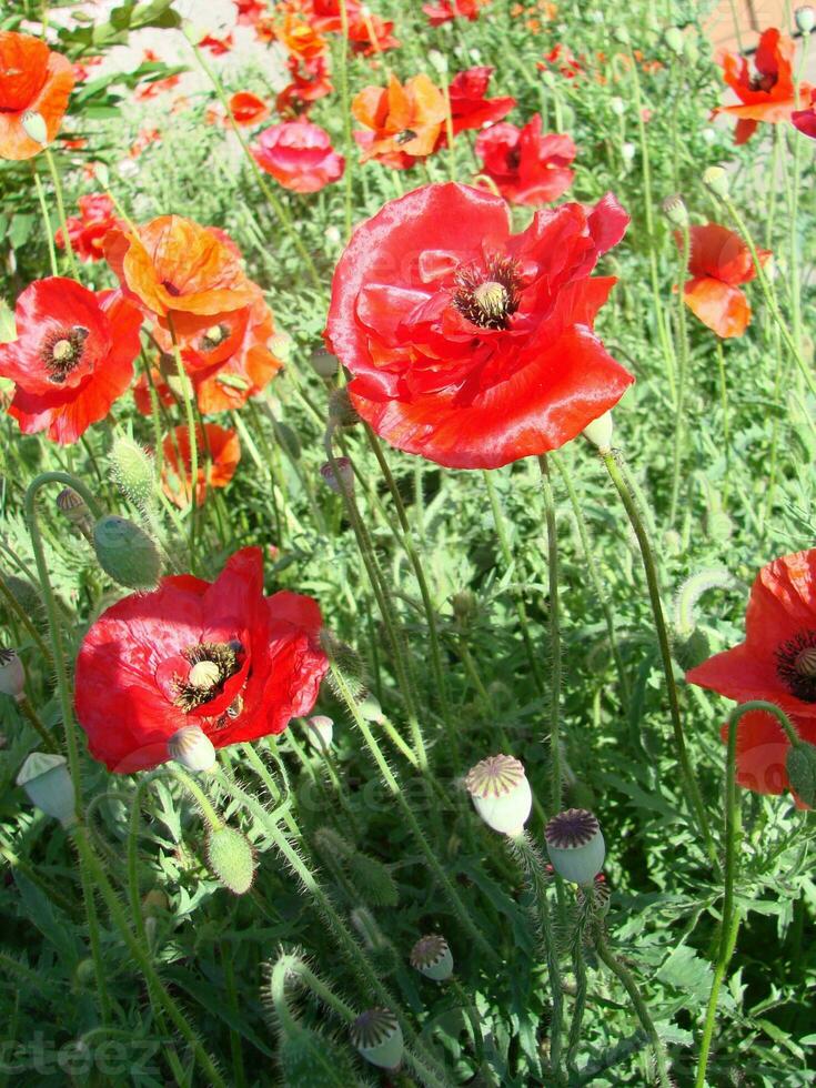 Beautiful field red poppies with selective focus. soft light. Natural drugs. Glade of red poppies. Lonely poppy. photo