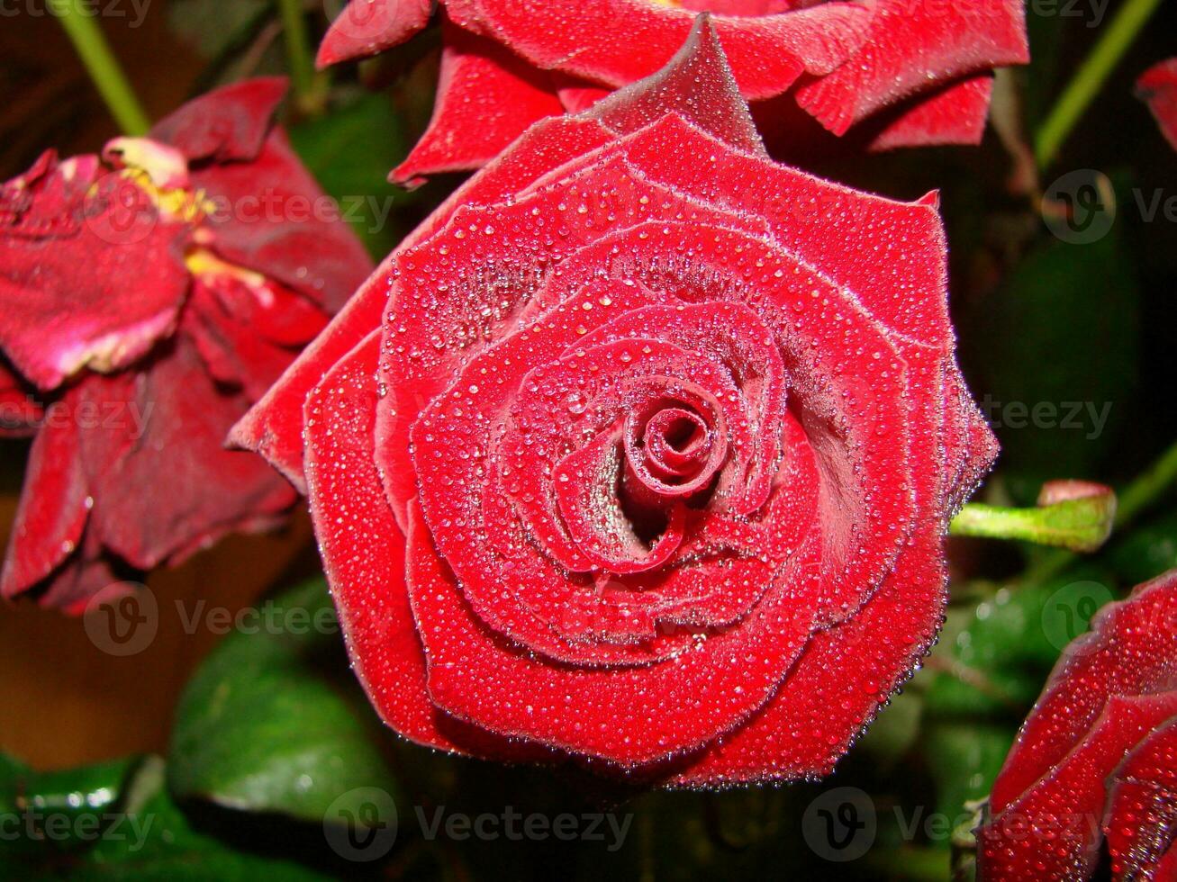 Red rose with drops. Drops on the petals of red rose flowers. Macro photo. Drops of dew on the petals photo