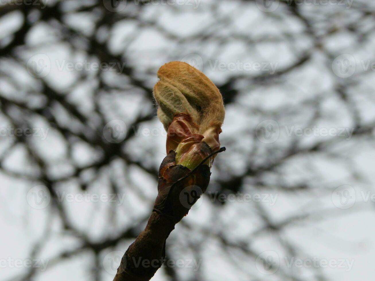 Tree buds in spring. Young large buds on branches against blurred background under the bright sun. photo