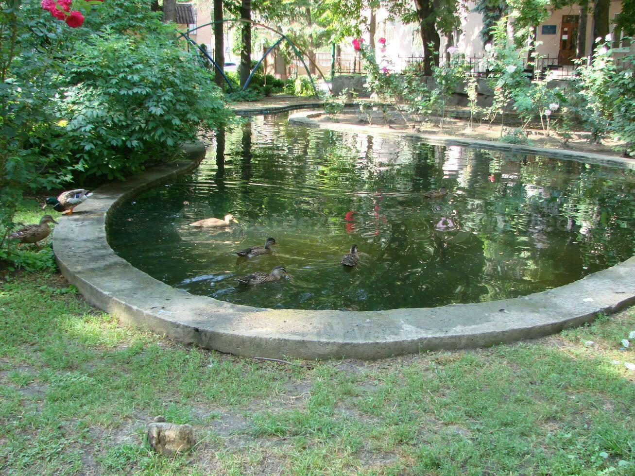 Male and female mallard duck swimming on a pond with green water while photo