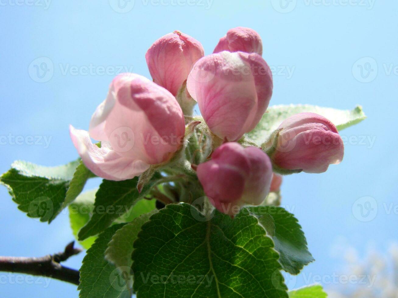 Spring, in the garden blooms an apple tree, flowers of an apple photo