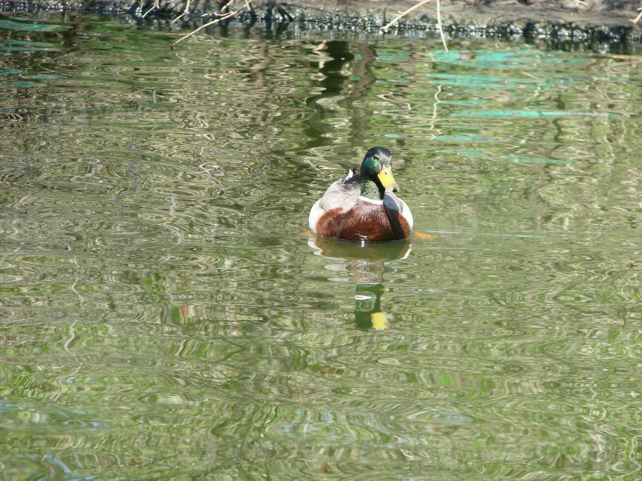 Male and female mallard duck swimming on a pond with green water while photo