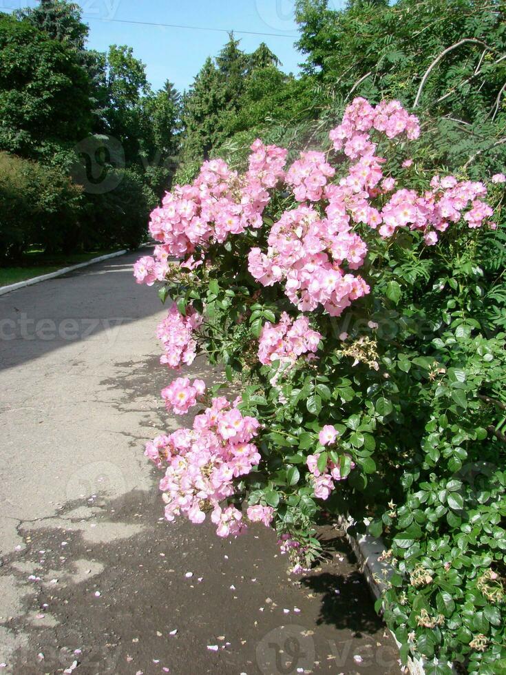 Pink shrub roses. Pink Felicia roses. Pink roses background. Hybird musk roses photo