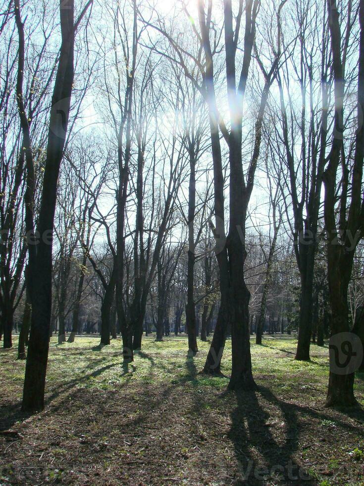 temprano primavera dispara con minúsculo hojas en borroso bosque ligero lila antecedentes foto