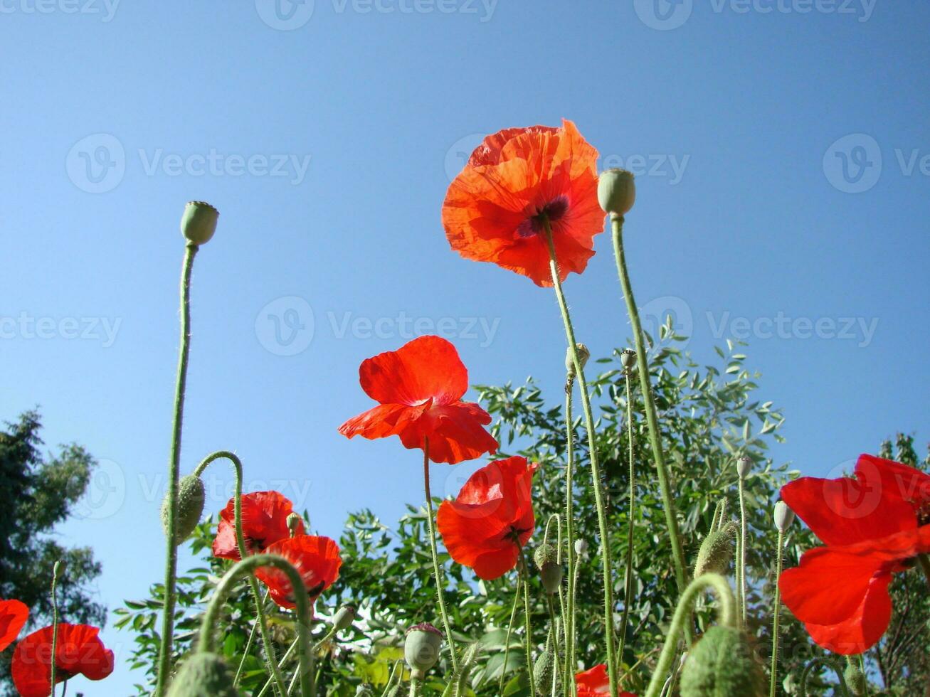 Beautiful field red poppies with selective focus. soft light. Natural drugs. Glade of red poppies. Lonely poppy. photo