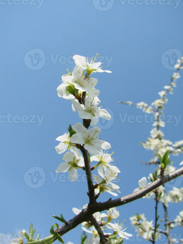 White blossoms on a branch, Blackthorn in flower in early spring, with retro vintage filters. photo