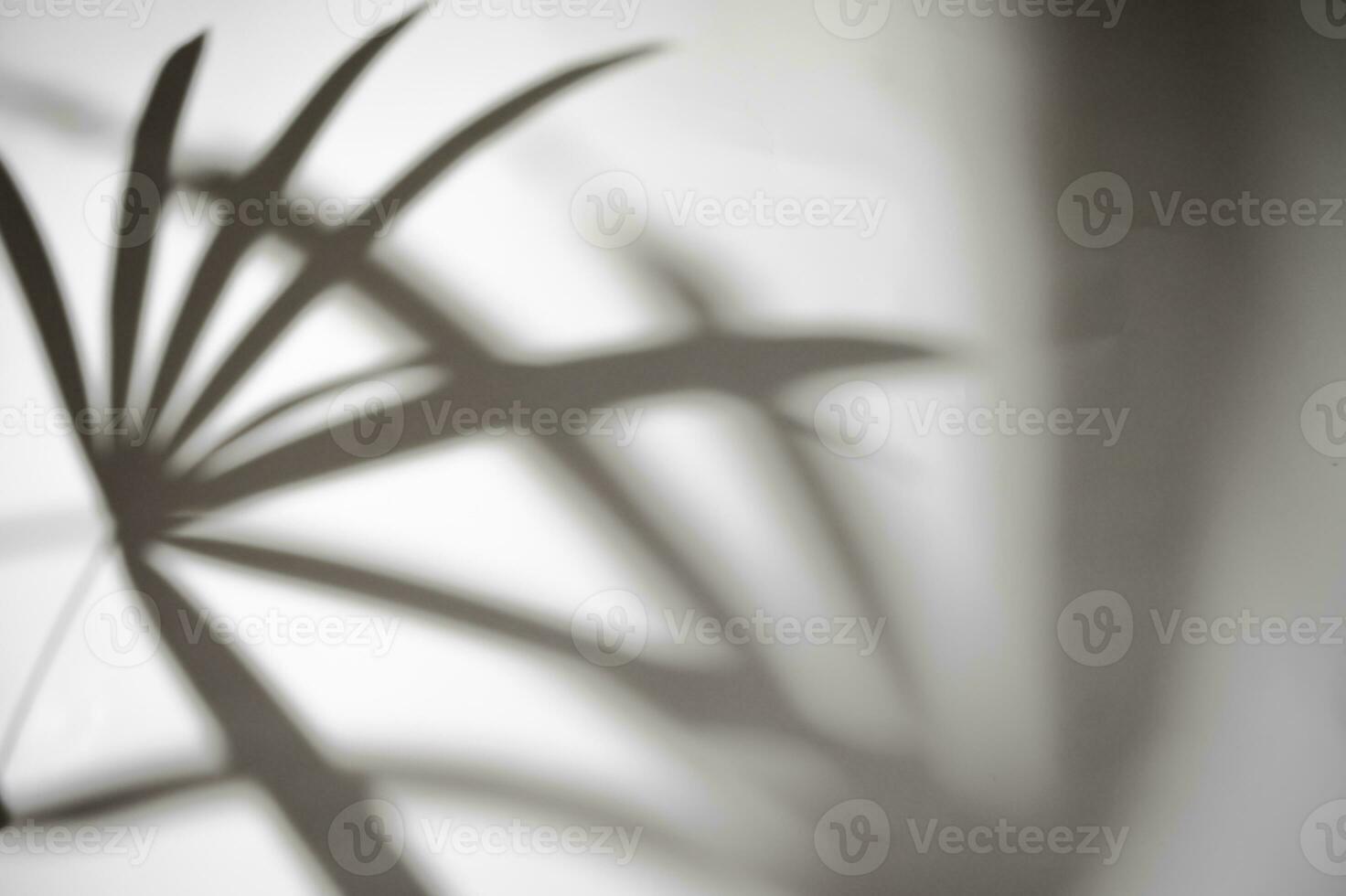 motion of shadow palm leaf in the wind blowing overlay on white wall blur background, concepts summer photo