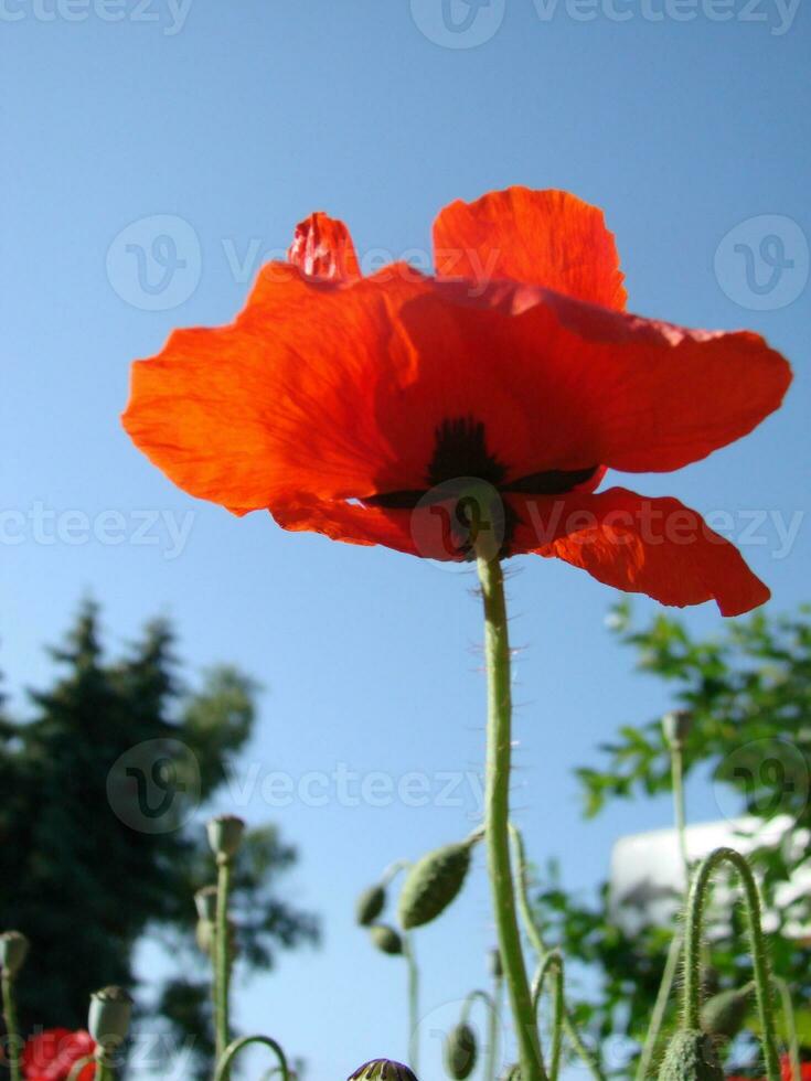 Beautiful field red poppies with selective focus. soft light. Natural drugs. Glade of red poppies. Lonely poppy. photo