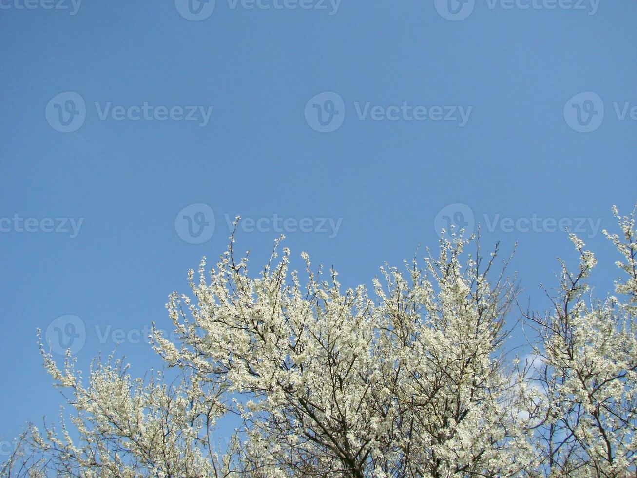 White blossoms on a branch, Blackthorn in flower in early spring, with retro vintage filters. photo