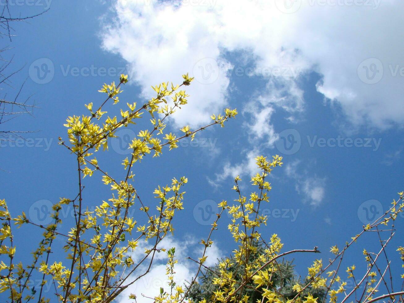 A macro shot of the yellow blooms of a forsythia bush photo