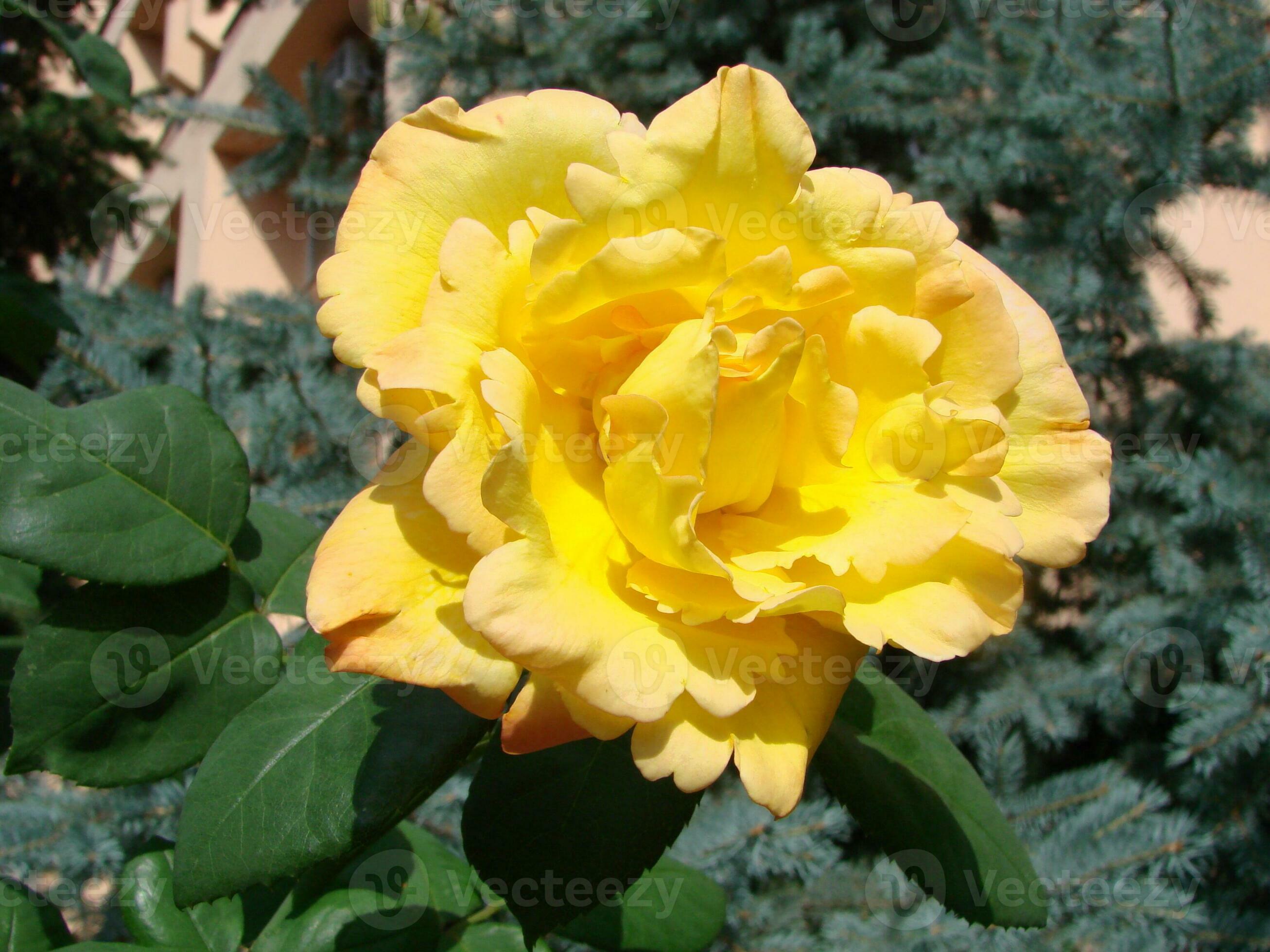 Yellow Roses Meaning Bright Cheerful And Joyful Create Warm Feelings yellow-roses-meaning-bright-cheerful-and-joyful-create-warm-feelings