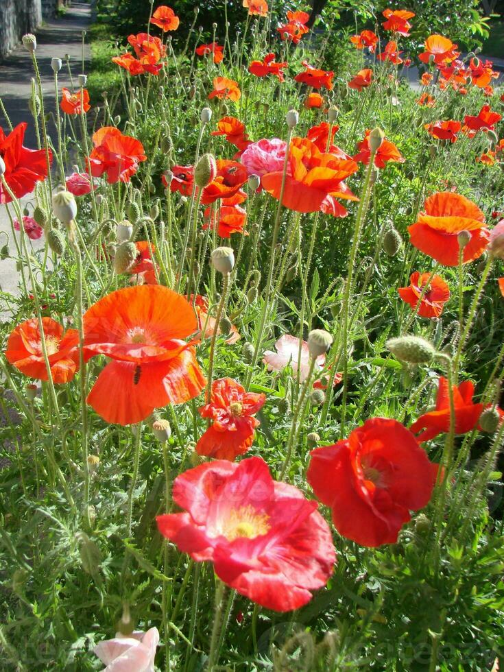 Beautiful field red poppies with selective focus. soft light. Natural drugs. Glade of red poppies. Lonely poppy. photo
