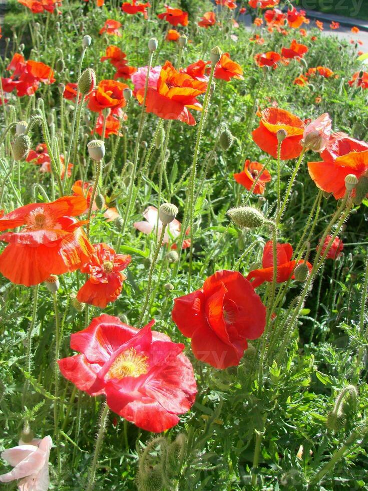 Beautiful field red poppies with selective focus. soft light. Natural drugs. Glade of red poppies. Lonely poppy. photo