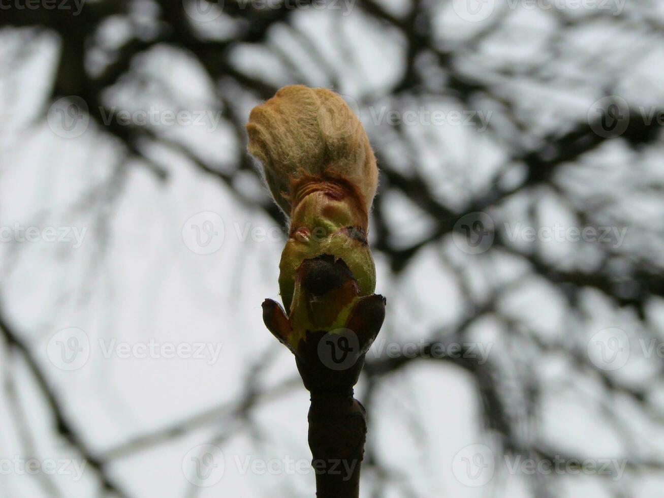 Tree buds in spring. Young large buds on branches against blurred background under the bright sun. photo