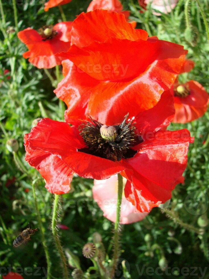 floreciente amapolas flor jardín verano rojo. opio, salvaje campo foto
