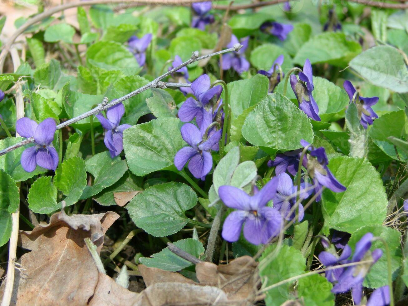 Viola plant with multicolor flowers , Common Violet, Viola tricolor, pansy flowers, viola wittrockiana photo