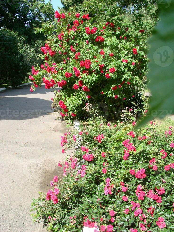 Pink shrub roses. Pink Felicia roses. Pink roses background. Hybird musk roses photo