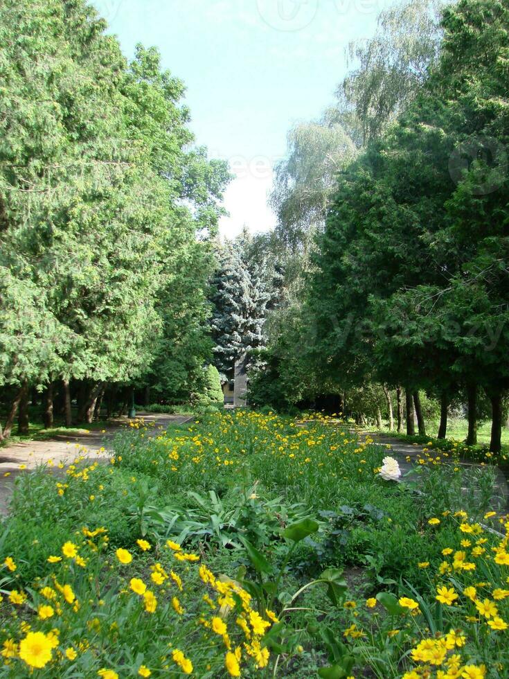 Sunlight in the green forest, spring time photo